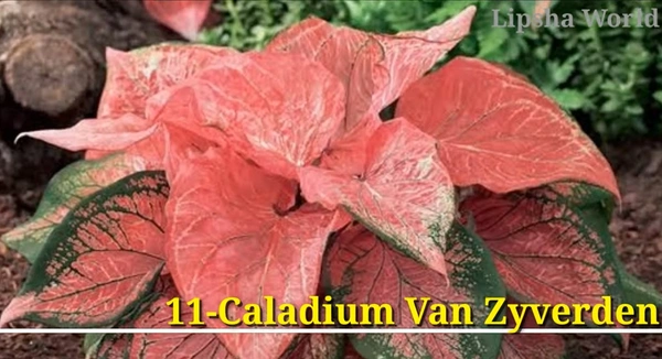 Caladium Van Zyverden