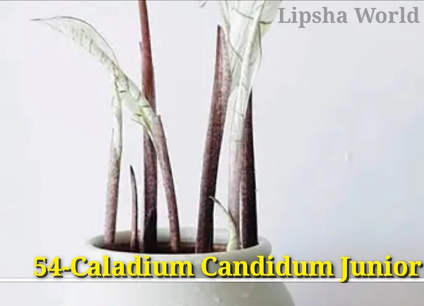 Caladium Candidum Junior