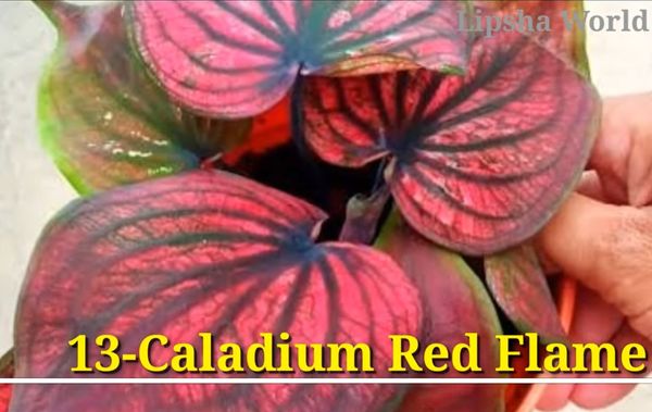 Caladium Red Flame