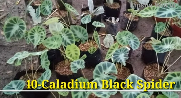 Caladium Black Spider