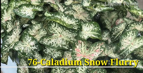 Caladium Snow Flurry