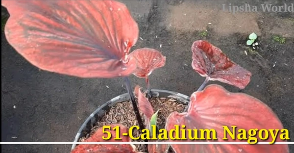 Caladium Nagoya