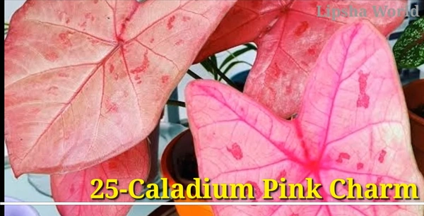Caladium Pink Charm