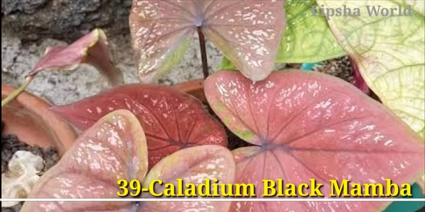 Caladium Black Mamba