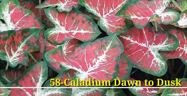 Caladium Dawn to Dusk