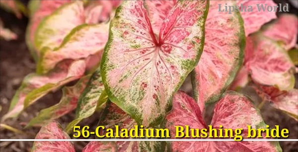 Caladium Blushing Bride