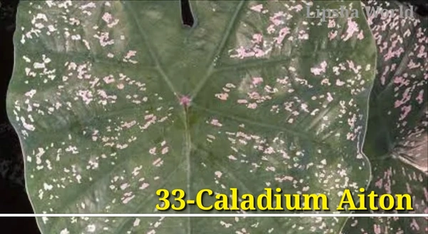 Caladium Aiton