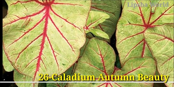 Caladium Autumn Beauty
