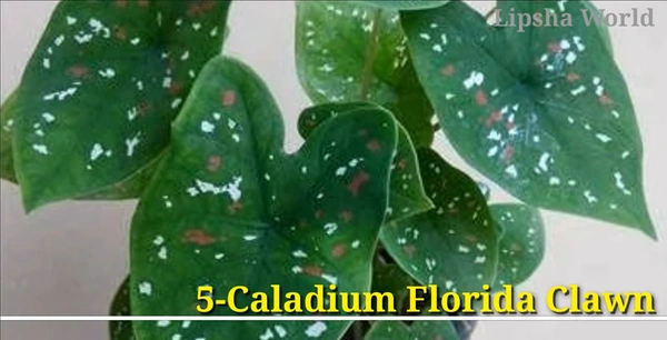 Caladium Florida Clawn