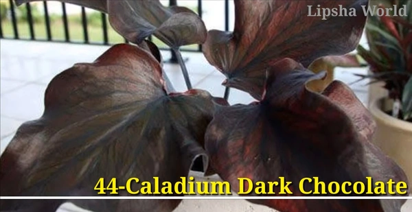 Caladium Dark Chocolate