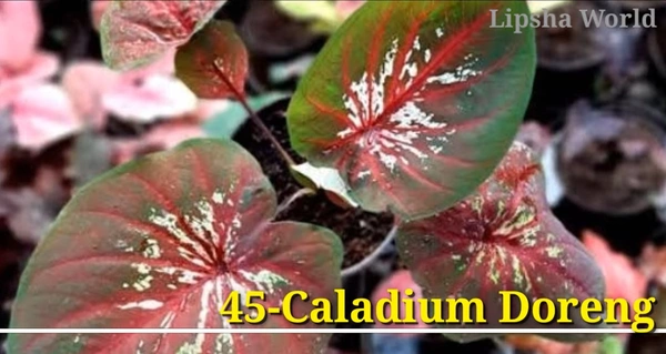 Caladium Doreng