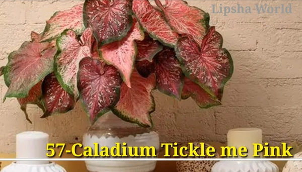 Caladium Tickle Me Pink