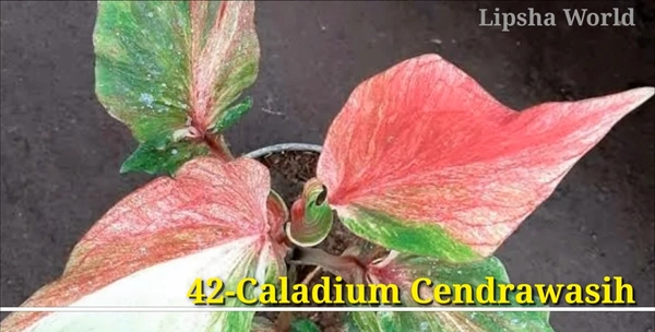 Caladium Cendrawasih