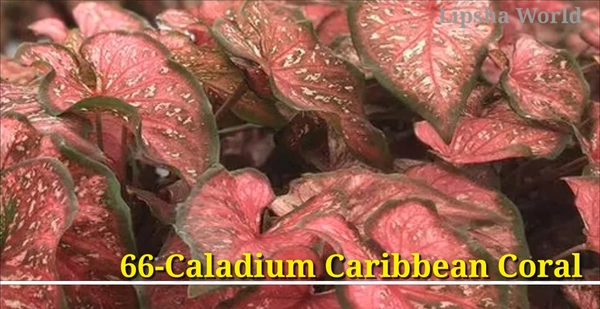 Caladium Caribbean Coral
