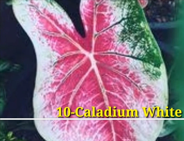 Caladium White Butterfly
