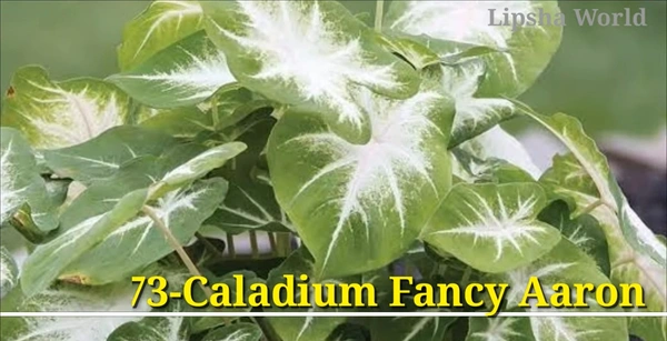 Caladium Fancy Aaron