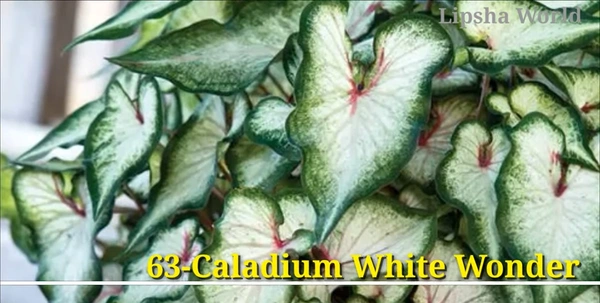 Caladium White Wonder