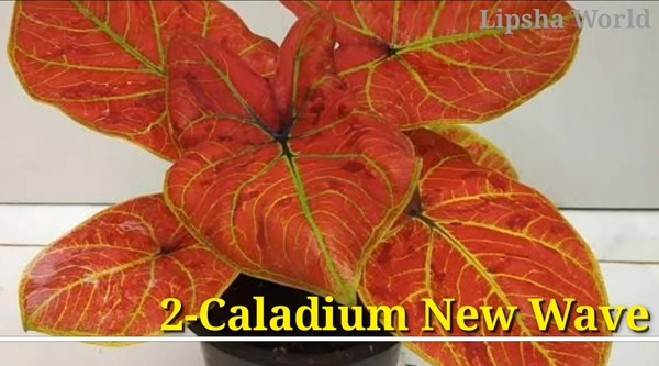 Caladium New Wave