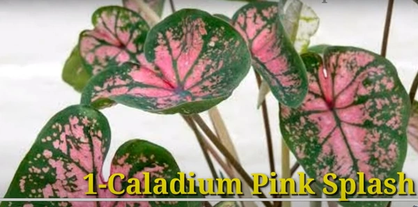 Caladium Pink Splash