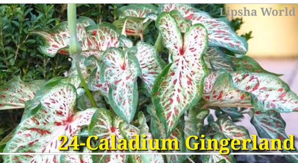 Caladium Gingerland