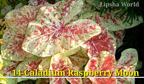 Caladium Raspberry Moon