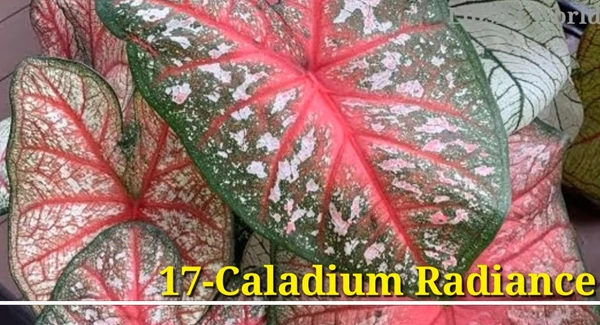 Caladium Radiance