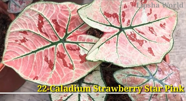 Caladium Strawberry Star Pink