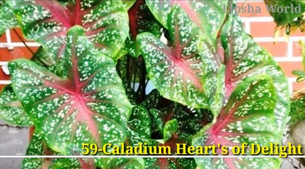 Caladium Heart's of Delight