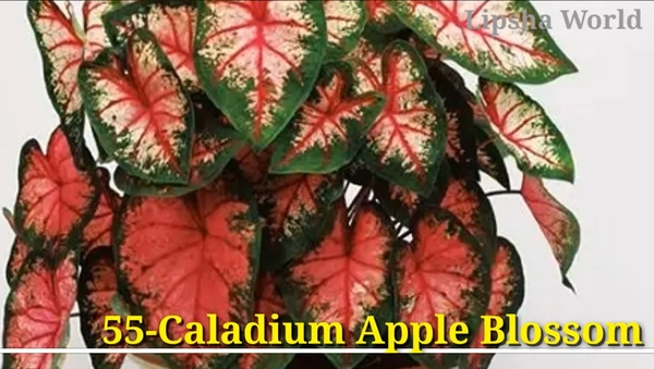 Caladium Apple Blossom