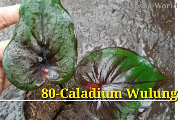 Caladium Wulung