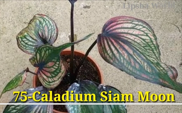 Caladium Siam Moon