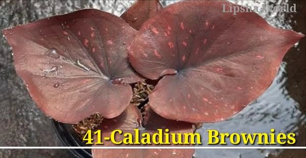 Caladium Brownies
