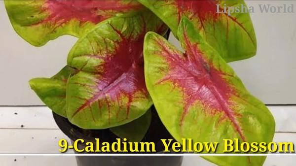 Caladium Yellow Blossom