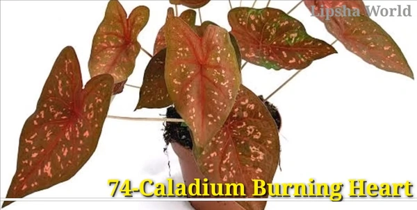 Caladium Burning Heart