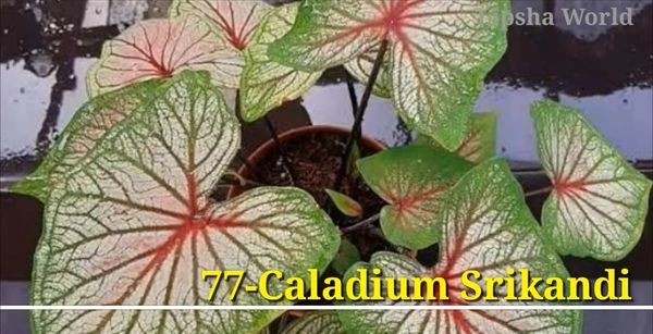 Caladium Srikandi
