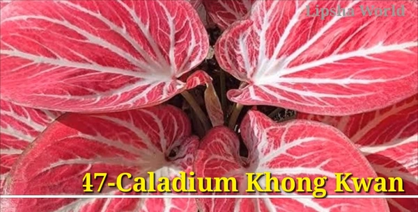 Caladium Khong Kwan