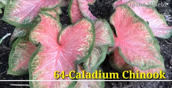 Caladium Chinook