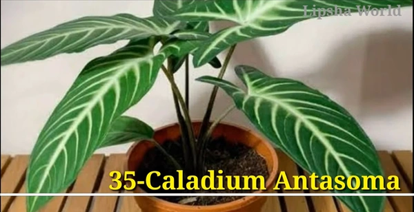 Caladium Antasoma