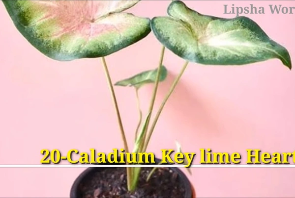 Caladium Key Lime Hearts