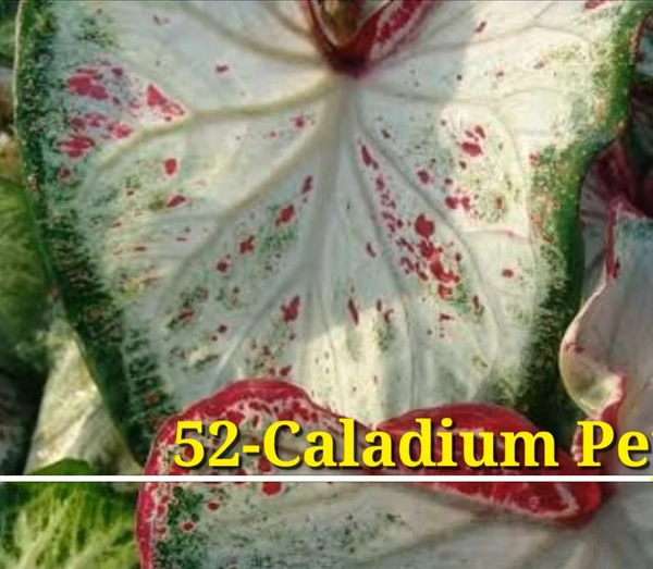 Caladium Peppermint