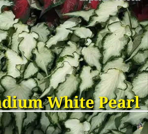Caladium White Pearl