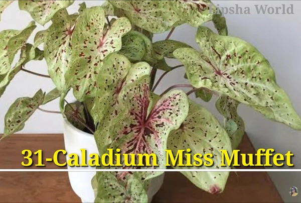 Caladium Miss Muffet