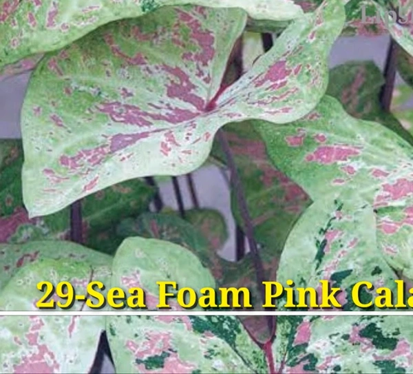 Caladium Sea Foam Pink