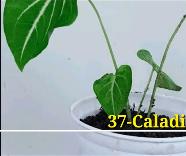Caladium Balon