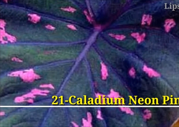 Caladium Neon Pink Spot