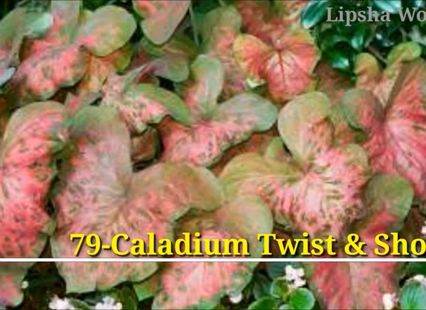 Caladium Twist & Shout