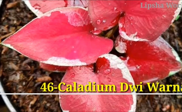 Caladium Dwi Warna