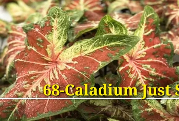 Caladium Just Saucy