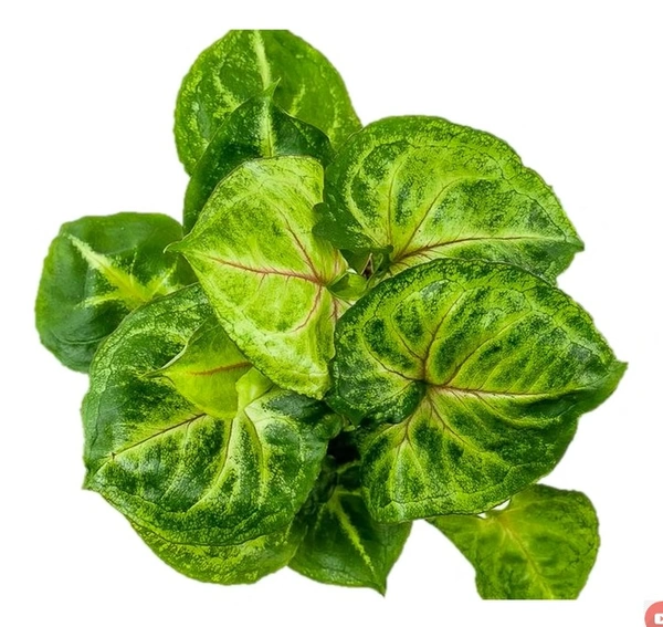 Syngonium Bob Allusion