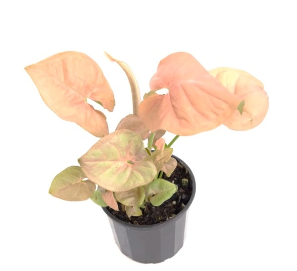 Syngonium Neon Pink